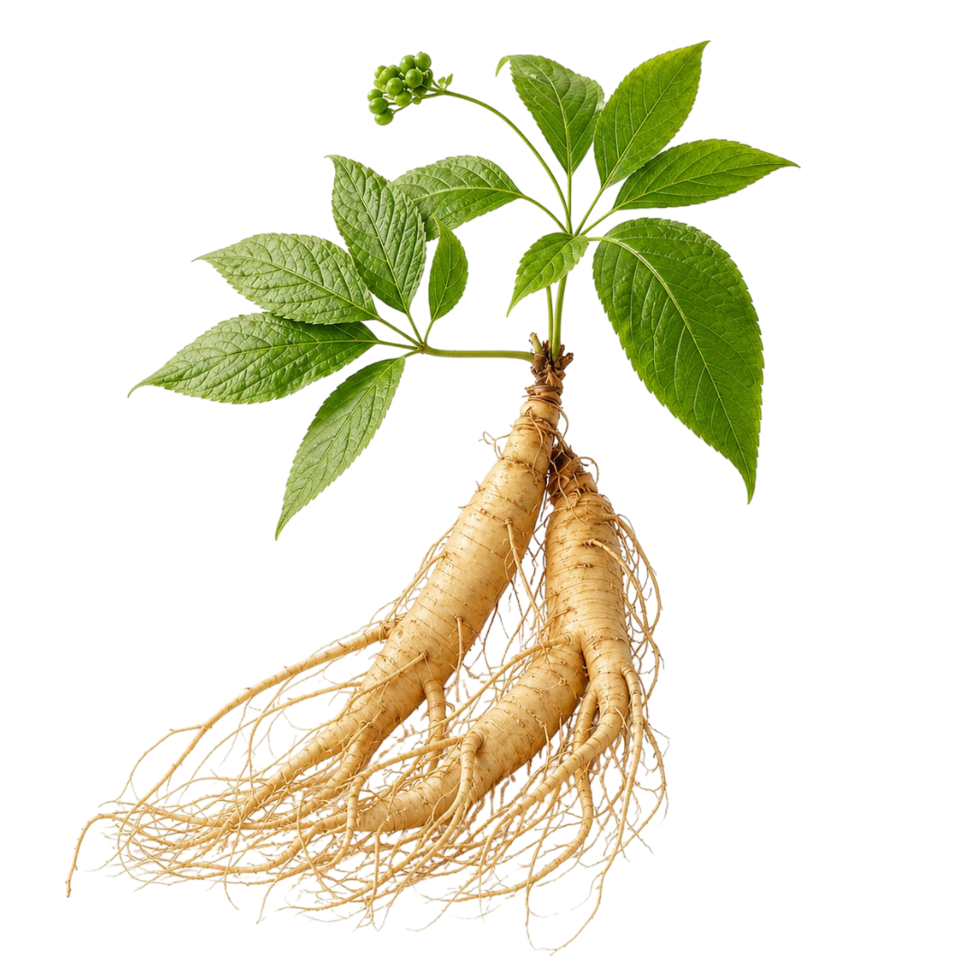 Ngọc Linh Ginseng